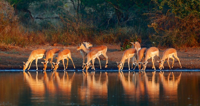 Impalas in Kruger National Park