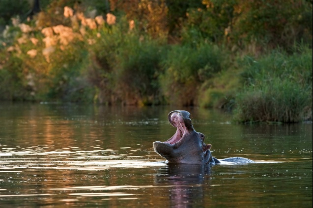 Hippo, Kruger National Park