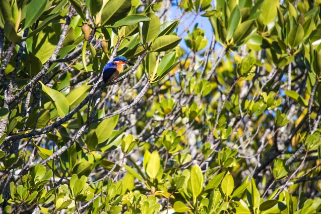 Madagascar bird