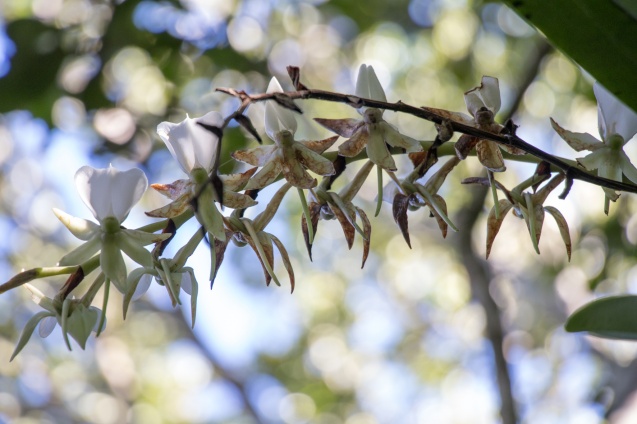 Madagascar flora