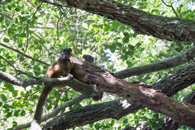 Madagascar lemurs