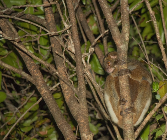 Madagascar wildlife