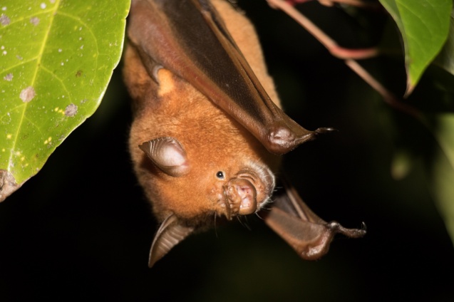 Madagascar bat
