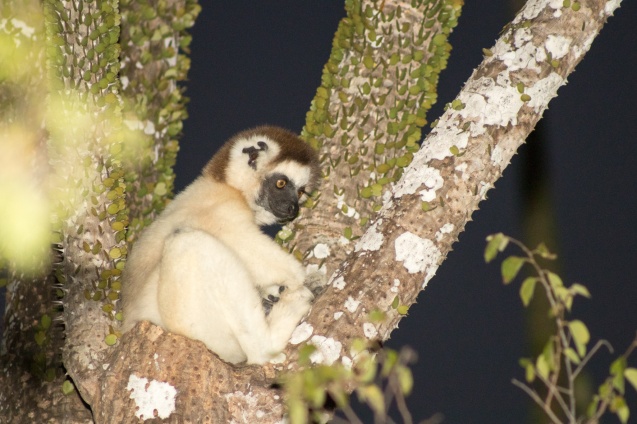 Lemur