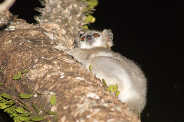 Lemur in Madagascar