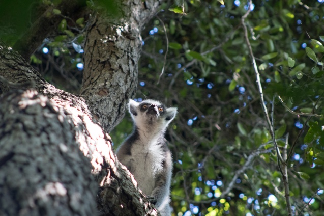 Madagascar lemur sighting