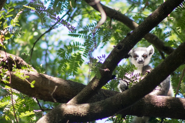Madagascar lemur view