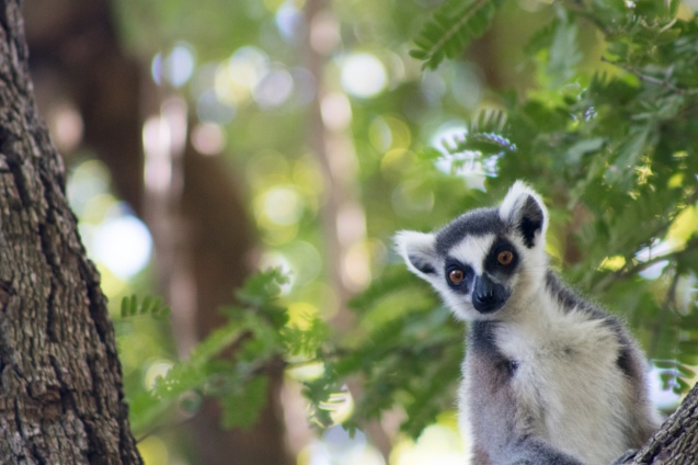 Madagascar lemur