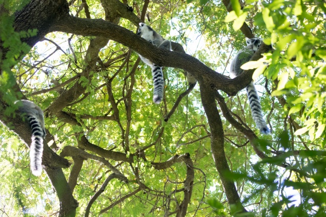 Madagascar adventure