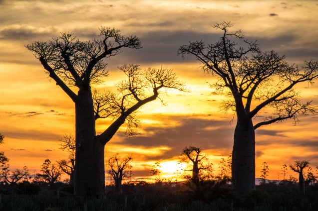 Madagascar baobabs
