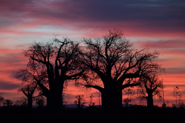 Madagascar setting