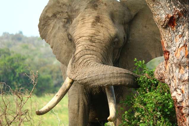 Big 5 game viewing overland Kruger