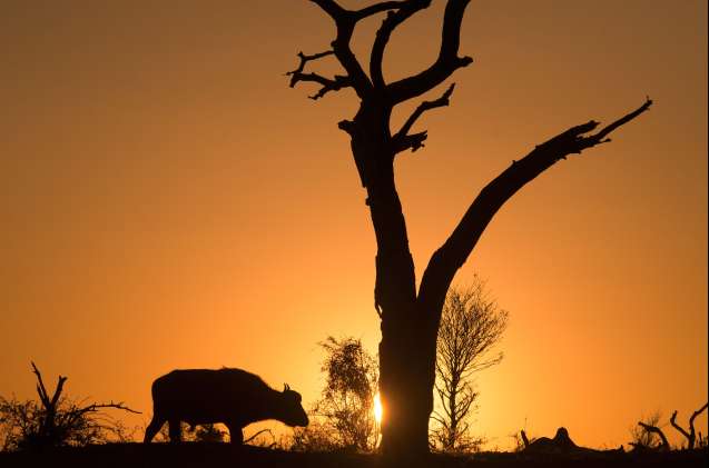 Sunset game drive