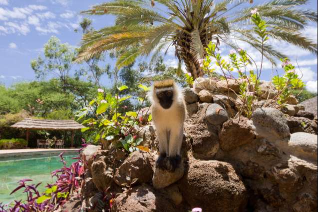 Wildlife at the lodge