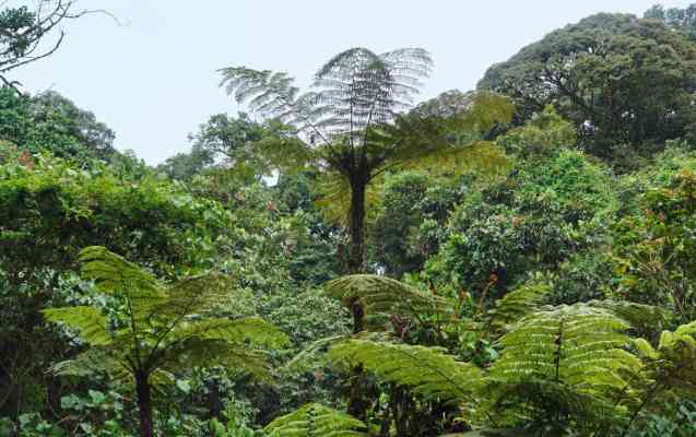 Bwindi, Best National Parks in Africa
