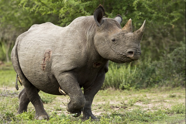 Kruger National Park rhino