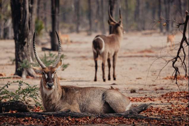 Water buck in Liwonde National Park