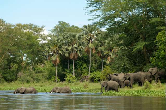 Elephants in Liwonde, Malawi