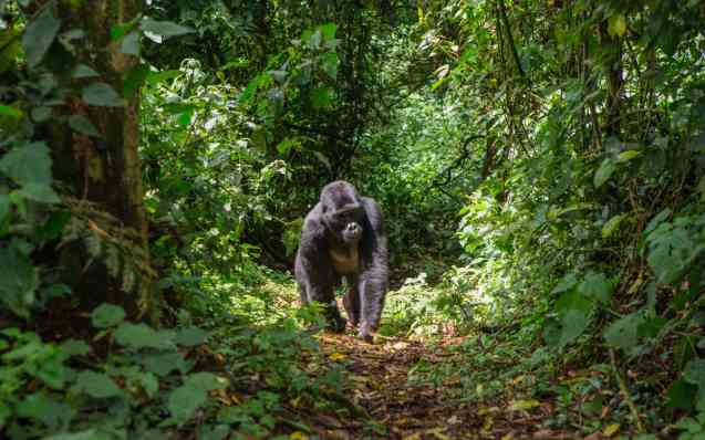 Mountain gorilla Bwindi National Park