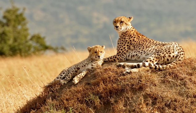 Masai Mara cheetahs, Kenya