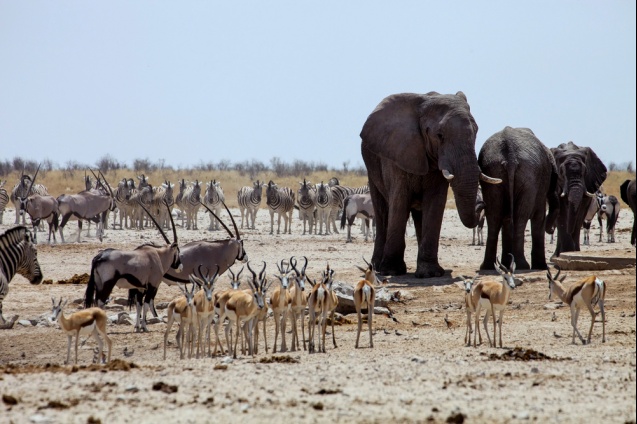 Etosha wildlife at waterhole