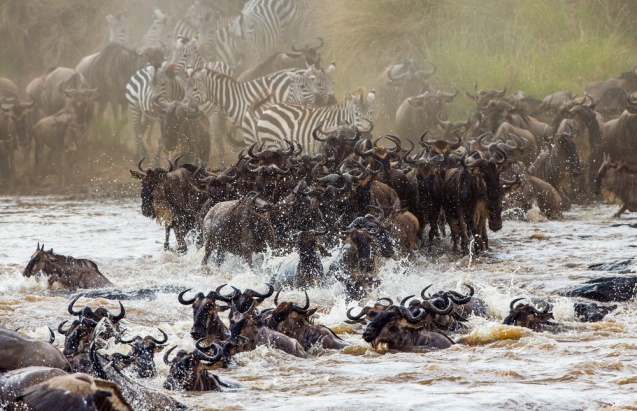 Masai Mara great migration, Kenya