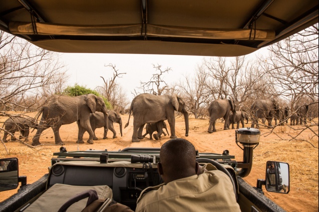 Chobe Park elephants, Botswana
