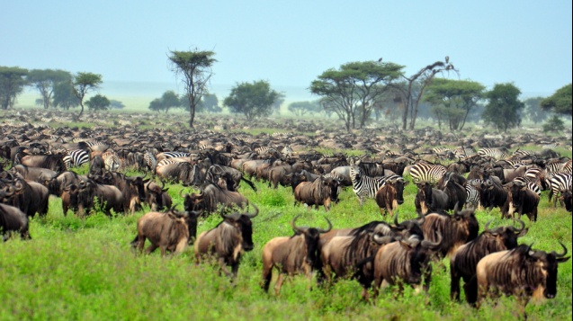 Serengeti great migration in Tanzania