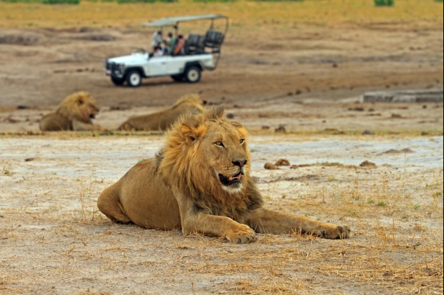 Hwange lion, best African safari countries