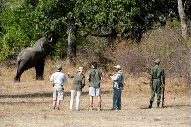 South Luangwa walking safari, Zambia