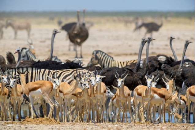 Watering hole etosha safari namibia