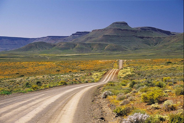 Spring outside Calvinia