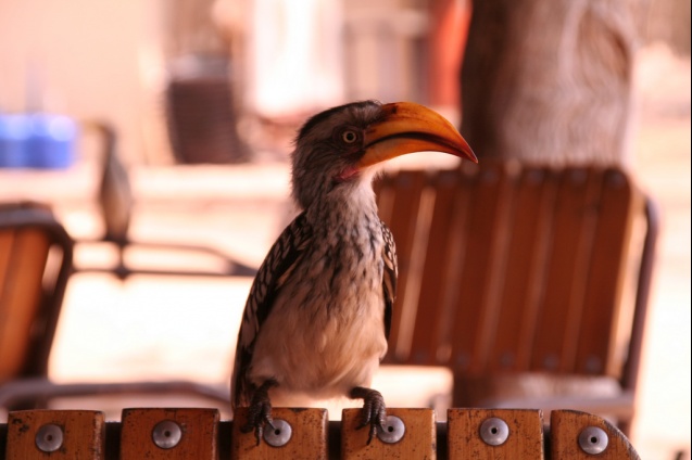 Hornbill at a Braai at Tshokwane