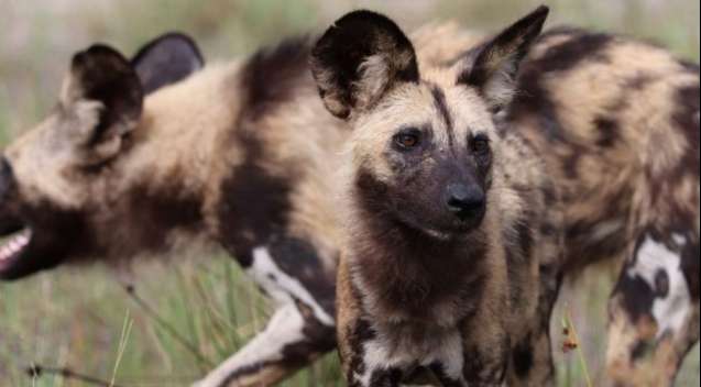 Africa safari wild dog