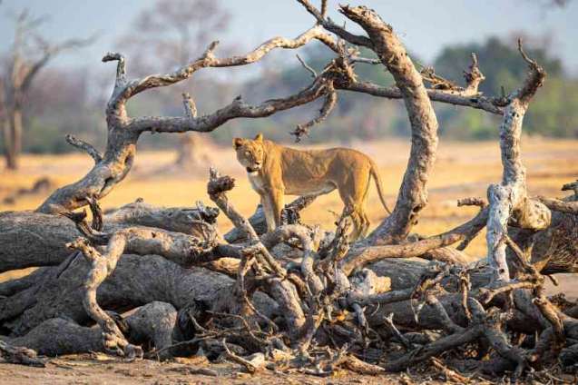 Mana pools lioness large