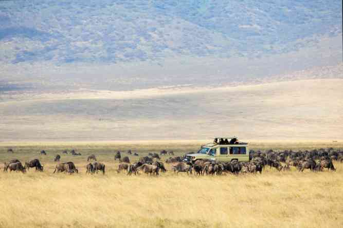 What is a safari in Africa?