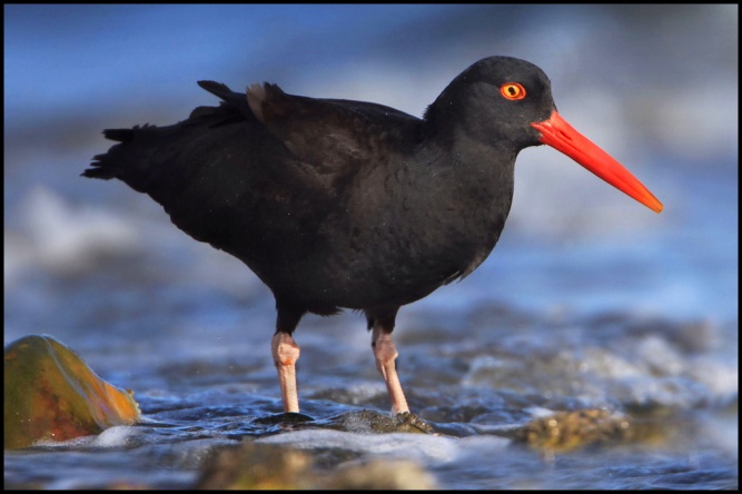 African oyster catcher