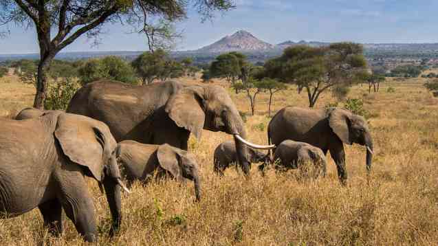 Tanzania Safari elephants in Tarangire