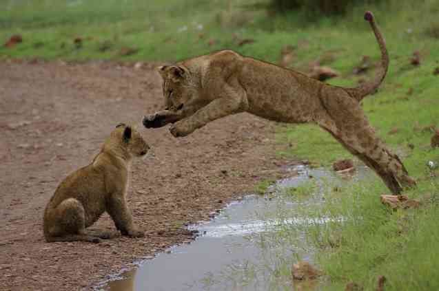 Best Tanzania Safari, Ngorongoro Crater