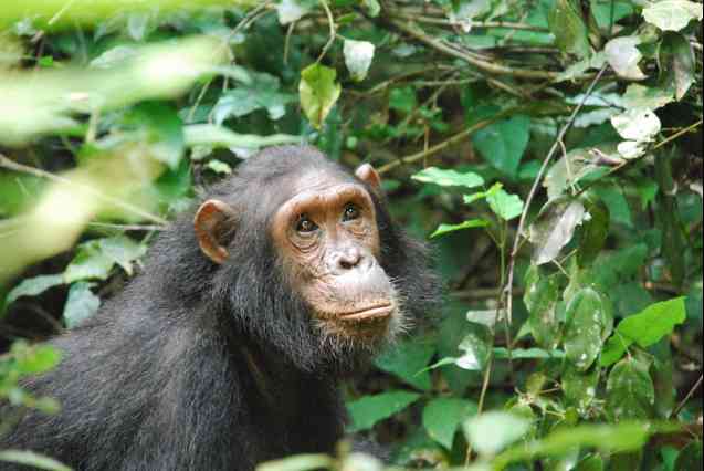 Gombe Stream chimpanzee, Tanzania Safari