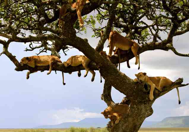 Lions in Serengeti Park Tanzania