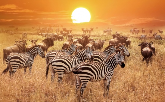The Perfect Digital Detox Retreat: An African Safari