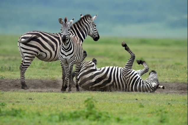 Zebra lolling about