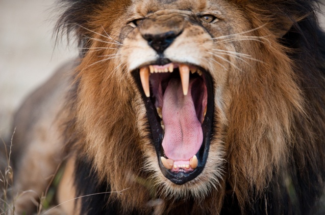 Roaring lion in Kruger