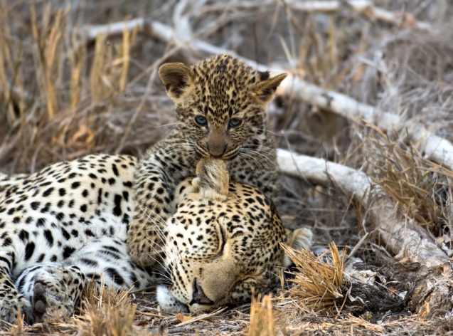 Kruger National Park leopards