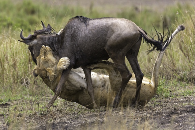 Lion hunt in Kruger National Park