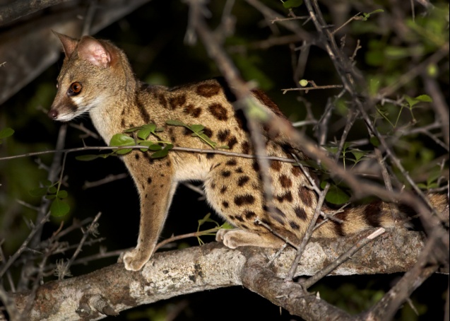 Large-spotted genet, South Africa