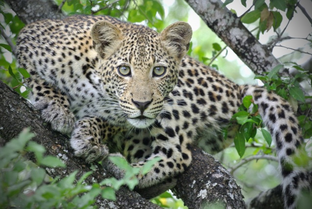 Leopard looking, Kruger Safari