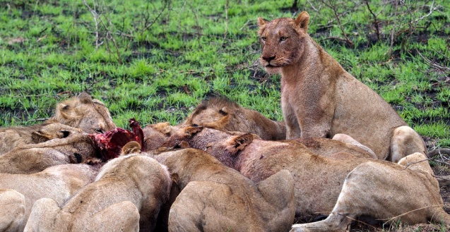 Lion pride in Kruger National Park