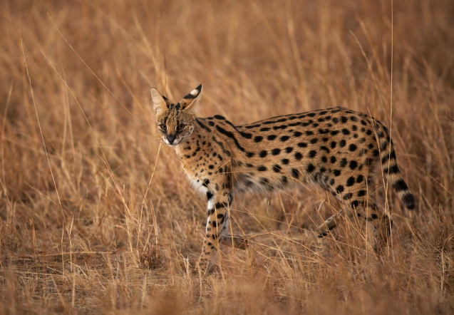 Serval in the bush, South Africa